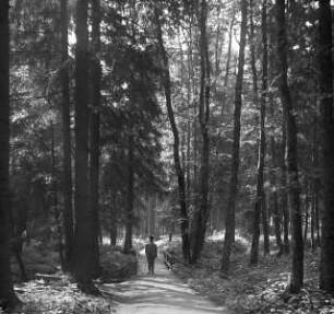 Waldweg mit einem Spaziergänger in Marienbad