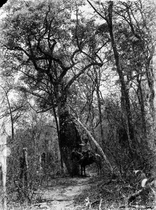 Reiter am Baum : Mann mit Maultier in einem Wald