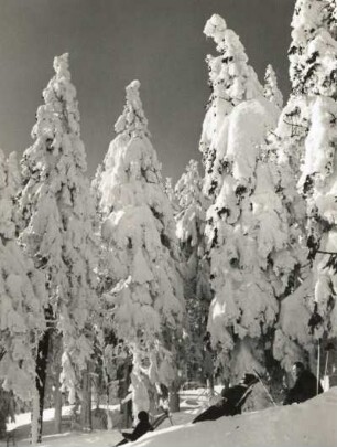 Fichtelberg. Rastende Schneeschuhfahrer im sonnigen Winterwald