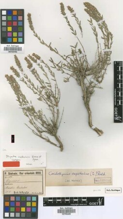 Coridothymus capitatus (L.) Rchb.f.