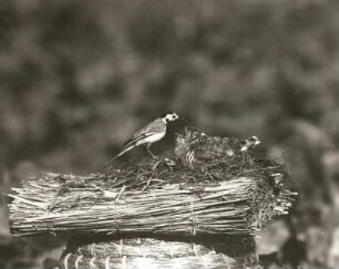 Kuckuck (Cuculus canorus L.), von weißer Bachstelze (Motacilla alba) in freigelegtem Nest gefüttert