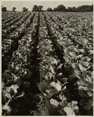 Kohlfeld, Long Island