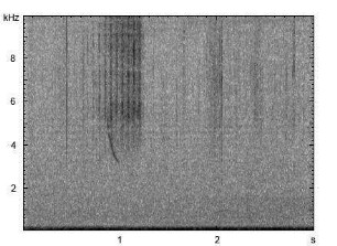Große Goldschrecke | Chrysochraon dispar - Stridulation