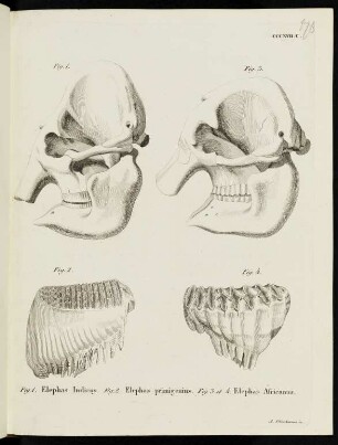 CCCXVII. C. Fig. 1. Elephas Indicus. Fig. 2. Elephas primigenius. Fig. 3 et 4. Elephas Africanus.