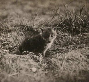 Rotfuchs (Vulpes vulpes L.). Jungfuchs am Bau