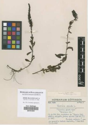 Veronica spicata L.