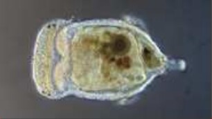 Chaetopterus variopedatus larva Helgoland 2012