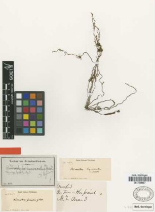 Polyrrhiza gracilis Cogn. [type]