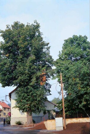 Laubbäume am Dorfplatz