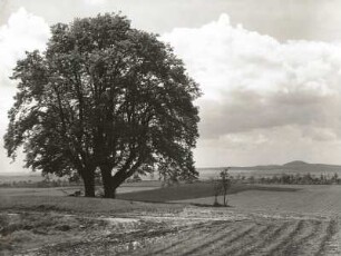 Collmberg westlich Oschatz