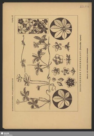 Kriechendes Fingerkraut (Potentilla reptans)
