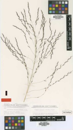 Leptochloa mexicana Scribn. [isotype]