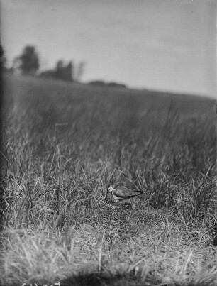 Kiebitz : Kiebitz (Vanellus vanellus Linnaeus) geht auf das Nest.