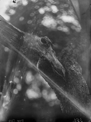 Blaumeise : Blaumeise (Cyanistes caeruleus, Syn. Parus caeruleus) vor der Nisthöhle (Baumhöhle).