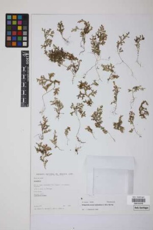 Selaginella novae-hollandiae (Sw.) Spring
