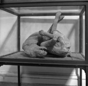 Gipsausguss des beim Vulkanausbruch umgekommenen Hundes des Walkermeisters Vesonius Primus