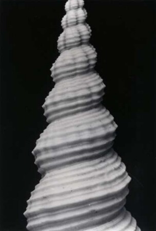 Fusus Longicanda, Ceylon (Sri Lanka)