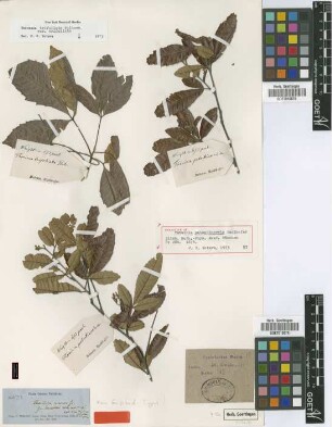 Thouinia patentinervis Radlk.