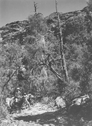 Karl Wien : Der Geograph Karl Wien (1906-1937) auf einem Reittier