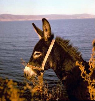 Esel am Strand gegen Schwarzes Meer : Baltschik (Bulgarien). Esel (Hausesel (Equus asinus asinus)) am Strand gegen Schwarzes Meer