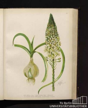 Scilla maritima Linné. Urginea maritima Baker. Meerzwiebel.