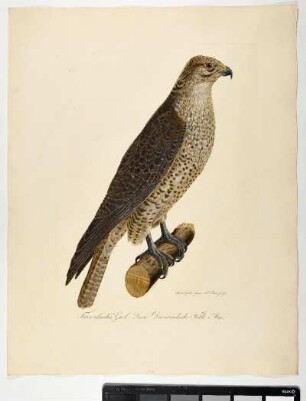 Falco islandus Gmel: Linn: Der isländische Falk. Mas. - Gerfalke. Falco rusticolus; mas.- Zeichner: Ambrosius Gabler; Stecher: Johann Carl Bock