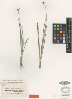 Calyptrocarya monocephala Hochst. ex Steud. [isotype]