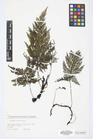 Trichomanes speciosum Willd.