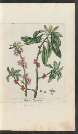 5. Daphne Mezereum