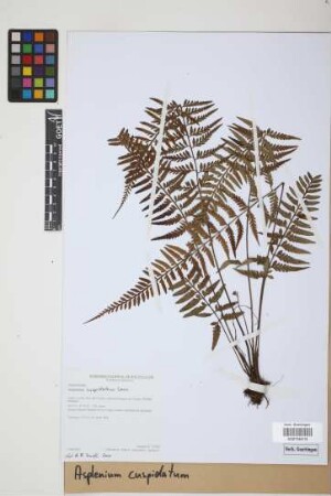 Asplenium cuspidatum Lam.
