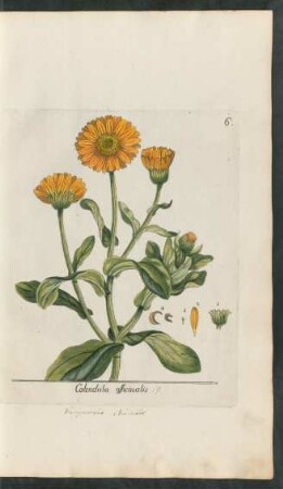 6. Calendula officinalis