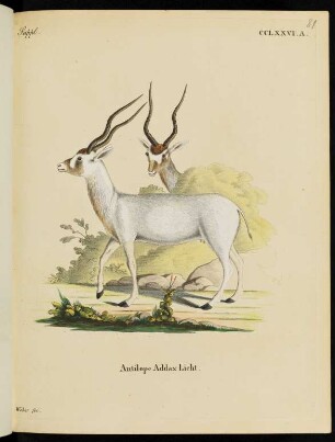 Suppl. CCLXXVI. A. Antilope Addax Licht.