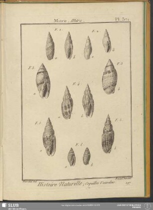Pl. 371. Mitre. Mitra
