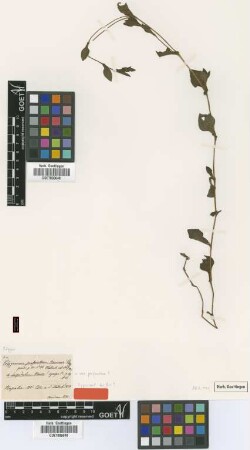 Polygonum perforatum Meisn. [type]
