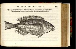 Melanurus & Oculata Latinis