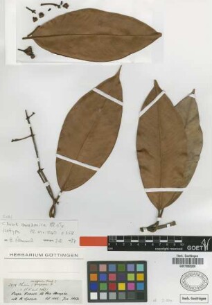 Clusia amazonica Planch. & Triana [isotype]