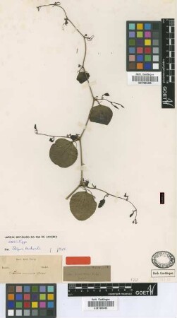 Smilax verrucosa Griseb. [Isosyntype]