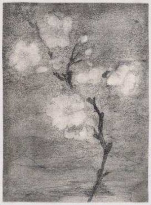 Kirschblüten