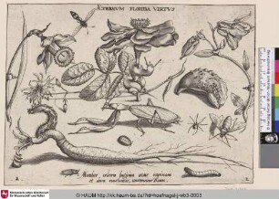 Aeternum Florida Virtus [Insekten, Pflanzen und Früchte mit im Zentrum]