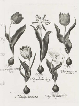 Fünf Tulipa-Darstellungen, Tafel 74