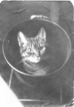 Tigerkatze, in einem Eimer sitzend (wahrscheinlich Katze der Tierbildhauerin Etha Richter)