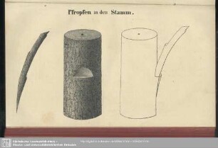 Pfropfen in den Stamm