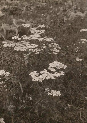 Gemeine Schafgarbe (Achillea millefolium)