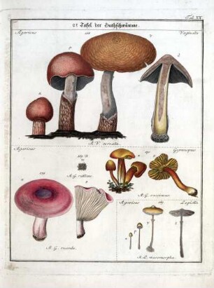 2e Tafel der Huthschwämme