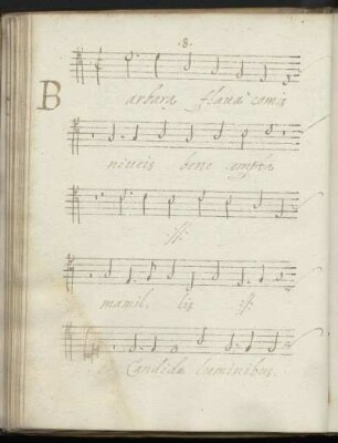 Barbara flava comis niveis