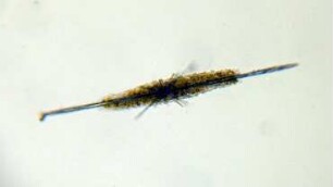 Amphilitium sp., Lanzarote 2022