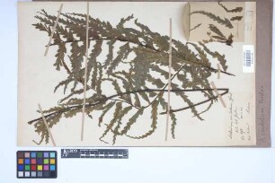 Asplenium caudatum G.Forst.