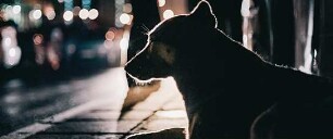 Space Dogs