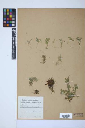 Selaginella molliceps Spring.