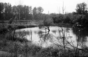 Taubergießen: Rheinwald; Naturschutzgebiet